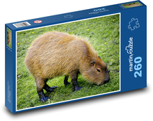 Kapybara - hlodavec, savec Puzzle 260 dílků - 41 x 28,7 cm
