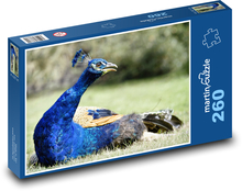 Peacock - bird, feather Puzzle 260 pieces - 41 x 28.7 cm
