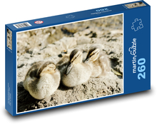 Kačice - kačice, vtáky Puzzle 260 dielikov - 41 x 28,7 cm 