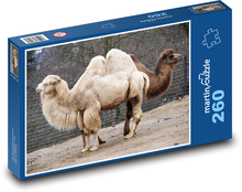 Velbloud - safari, zvíře Puzzle 260 dílků - 41 x 28,7 cm