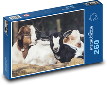 Kozy - młode, zwierzęta Puzzle 260 elementów - 41x28,7 cm