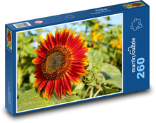Słonecznik - czerwony kwiat, pole kwiatów Puzzle 260 elementów - 41x28,7 cm