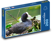 Lyska - Wasservogel, Tier Puzzle 260 Teile - 41 x28,7 cm