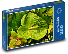 Anthurium - kvet, rastlina Puzzle 260 dielikov - 41 x 28,7 cm 