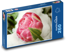 Růžový tulipán - květ, mráz Puzzle 260 dílků - 41 x 28,7 cm