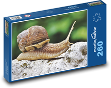 Hlemýžď - měkkýš, plazit se Puzzle 260 dílků - 41 x 28,7 cm