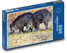 Divočák - divoké zvíře, prasnice Puzzle 260 dílků - 41 x 28,7 cm