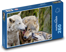 Sivé vlky - predátory, cicavce Puzzle 260 dielikov - 41 x 28,7 cm