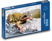 Frog - amphibian, animal Puzzle 260 pieces - 41 x 28.7 cm 