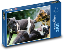 Border Collie - psy, zwierzęta Puzzle 260 elementów - 41x28,7 cm