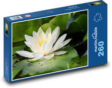 Leknín - vodní rostlina, květ Puzzle 260 dílků - 41 x 28,7 cm