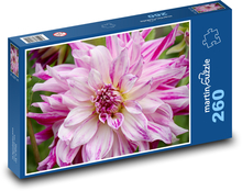 Růžová jiřina - květina, zahrada Puzzle 260 dílků - 41 x 28,7 cm