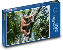 Orang-Utan - Affe, auf einen Baum klettern Puzzle 260 Teile - 41 x28,7 cm