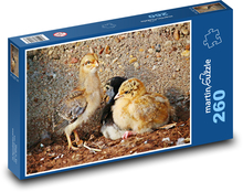 Pták - kuřátko, kuře  Puzzle 260 dílků - 41 x 28,7 cm