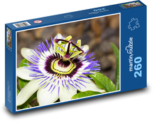 Mučenka - květ, rostlina Puzzle 260 dílků - 41 x 28,7 cm