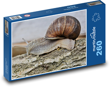 Ślimak - mięczak, muszla Puzzle 260 elementów - 41x28,7 cm