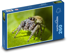 Pavúk - hmyz, zviera Puzzle 260 dielikov - 41 x 28,7 cm 