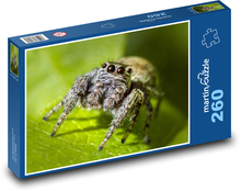 Pavouk - hmyz, zvíře Puzzle 260 dílků - 41 x 28,7 cm