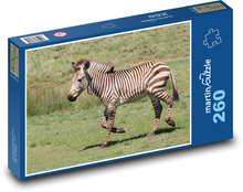 Zebra - zviera, zoo Puzzle 260 dielikov - 41 x 28,7 cm 