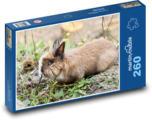 Zakrslý králík - savec, býložravec Puzzle 260 dílků - 41 x 28,7 cm