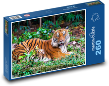 Tiger - predator, carnivore Puzzle 260 pieces - 41 x 28.7 cm 