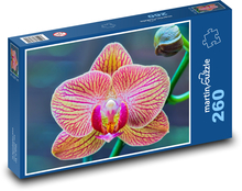 Orchidea - kvet, kvet Puzzle 260 dielikov - 41 x 28,7 cm 