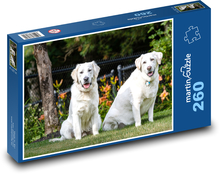 Golden retriver - psy, zwierzęta domowe Puzzle 260 elementów - 41x28,7 cm
