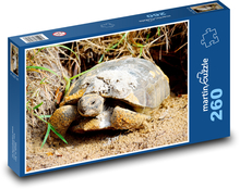 Želva - plaz, zvíře Puzzle 260 dílků - 41 x 28,7 cm