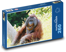 Orangutan - opice, zvíře Puzzle 260 dílků - 41 x 28,7 cm