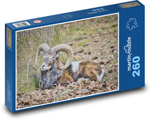 Mouflon - ram, sheep Puzzle 260 pieces - 41 x 28.7 cm 