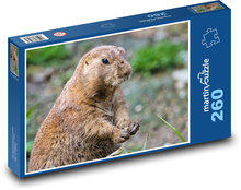 Prérijní pes - zvíře, hlodavec Puzzle 260 dílků - 41 x 28,7 cm