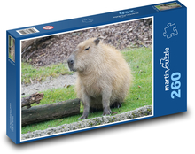 Capybara - animal, zoo Puzzle 260 pieces - 41 x 28.7 cm