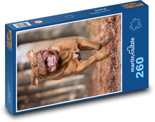 Bordeauxská doga - zvíře, pes  Puzzle 260 dílků - 41 x 28,7 cm
