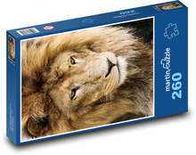 Lev - král zvířat, zvíře Puzzle 260 dílků - 41 x 28,7 cm