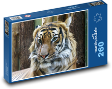Tygr - zvíře, velká kočka Puzzle 260 dílků - 41 x 28,7 cm