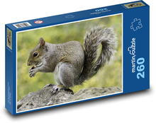 Squirrel - rodent, animal Puzzle 260 pieces - 41 x 28.7 cm 