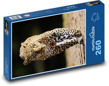 Leopard - divá mačka, zviera Puzzle 260 dielikov - 41 x 28,7 cm 