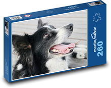 Border Collie - pes, domáce zviera Puzzle 260 dielikov - 41 x 28,7 cm 
