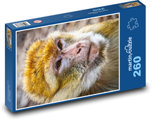 Barbarian monkey - animal, mammal Puzzle 260 pieces - 41 x 28.7 cm 
