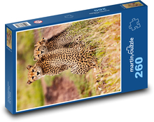 Gepardi - zvířata, safari Puzzle 260 dílků - 41 x 28,7 cm