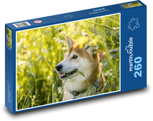 Shiba Inu - pes, mazlíček Puzzle 260 dílků - 41 x 28,7 cm
