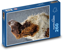 Anglický špringršpaněl Puzzle 260 dílků - 41 x 28,7 cm