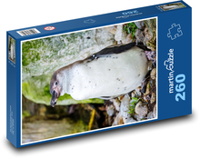 Pingwin - ptak nielot Puzzle 260 elementów - 41x28,7 cm