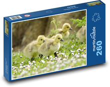 Káčatko - kačice Puzzle 260 dielikov - 41 x 28,7 cm 