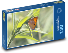 Okrídlený hmyz - medený motýľ, tráva Puzzle 130 dielikov - 28,7 x 20 cm 