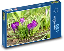 Fialové krokusy - jarné kvety, rastliny Puzzle 130 dielikov - 28,7 x 20 cm 