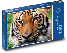 Bengálský tygr - zvíře, zoo Puzzle 130 dílků - 28,7 x 20 cm