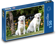 Golden retriver - dogs, pets Puzzle 130 pieces - 28.7 x 20 cm 