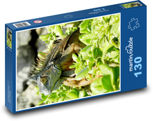 Kajmanie ostrovy - leguán, plaz Puzzle 130 dielikov - 28,7 x 20 cm 