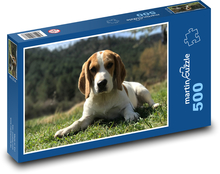 Beagle spoczywający w trawie Puzzle 500 elementów - 46x30 cm